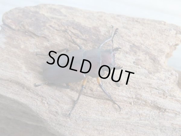 画像4: ☆新成虫☆メタリフェルホソアカクワガタ(サンギレンシス)♂61ミリ♀フリーサイズペア販売!! (4)