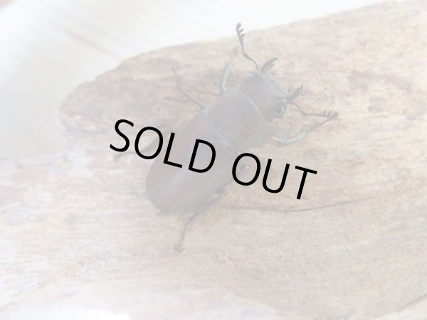 画像4: ☆新成虫☆メタリフェルホソアカクワガタ(サンギレンシス)♂50ミリ♀フリーサイズペア販売!! (4)