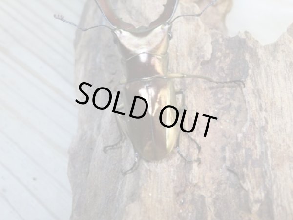 画像3: ☆新成虫☆メタリフェルホソアカクワガタ(サンギレンシス)♂61ミリ♀フリーサイズペア販売!! (3)