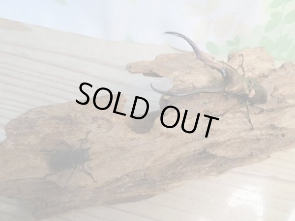 画像5: 新成虫☆F3☆メタリフェルホソアカクワガタ(通称ペレメタ)♂80ミリ♀フリーサイズペア販売!! (5)