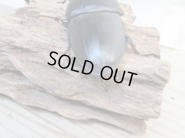 画像3: 当店ブリーダーより本日入荷☆即ブリ能勢SR☆オオクワガタ♂-A´84.7ミリ♀54.6ミリペア＋54.5ミリトリオ販売！！ (3)