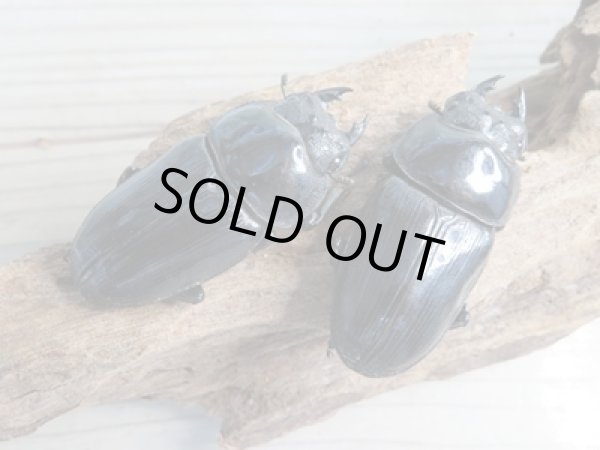 画像4: 当店ブリーダーより本日入荷☆即ブリ能勢SR☆オオクワガタ♂84.5ミリ♀54.5ミリペア+53.1ミリトリオ販売!! (4)