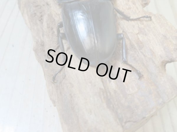 画像3: 当店ブリーダーより本日入荷☆即ブリ能勢SR☆オオクワガタ♂84.5ミリ♀54.5ミリペア+53.1ミリトリオ販売!! (3)