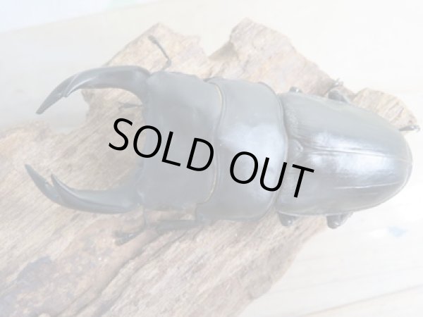 画像2: 当店ブリーダーより本日入荷☆即ブリ能勢SR☆オオクワガタ♂-A´84.7ミリ♀54.6ミリペア＋54.5ミリトリオ販売！！ (2)