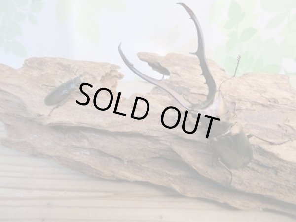 画像5: 新成虫☆F3☆メタリフェルホソアカクワガタ(通称ペレメタ)♂83ミリ♀フリーサイズペア販売!! (5)