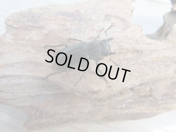 画像4: 新成虫☆F3☆メタリフェルホソアカクワガタ(通称ペレメタ)♂80ミリ♀フリーサイズペア販売!! (4)