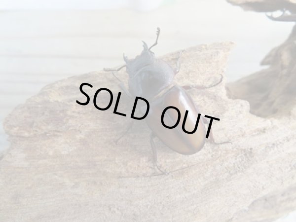 画像4: ☆WF3☆ウムハンギノコギリクワガタ♂63ミリ♀31ミリペア販売!! (4)