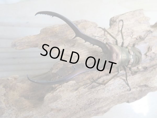 画像2: 新成虫☆F3☆メタリフェルホソアカクワガタ(通称ペレメタ)♂80ミリ♀フリーサイズペア販売!! (2)