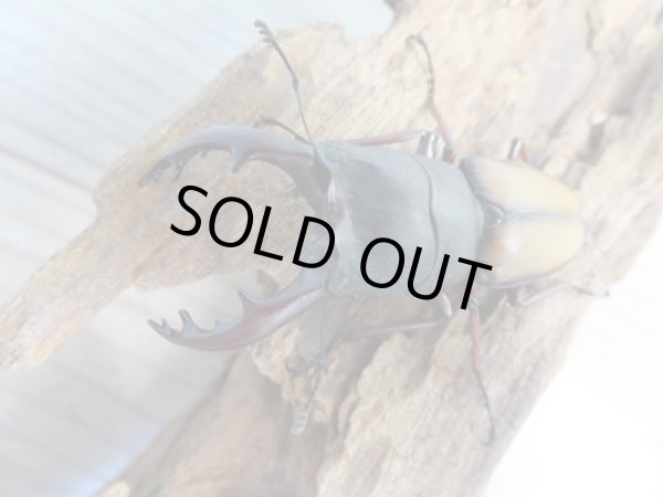 画像2: ☆WF3☆ウムハンギノコギリクワガタ♂63ミリ♀31ミリペア販売!! (2)