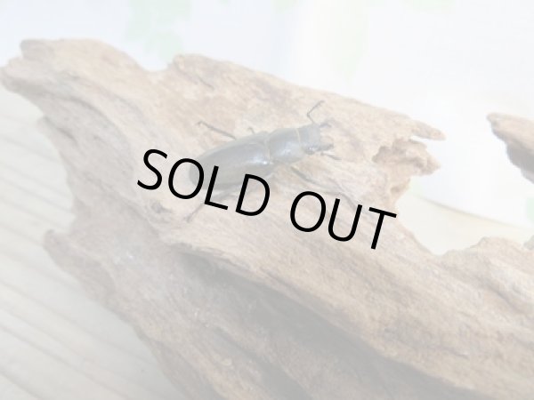 画像4: 新成虫☆F3☆メタリフェルホソアカクワガタ(通称ペレメタ)♂83ミリ♀フリーサイズペア販売!! (4)