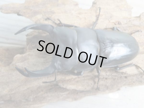 画像2: 当店ブリーダーより本日入荷☆即ブリ能勢SR☆オオクワガタ♂84.5ミリ♀54.5ミリペア+53.1ミリトリオ販売!! (2)