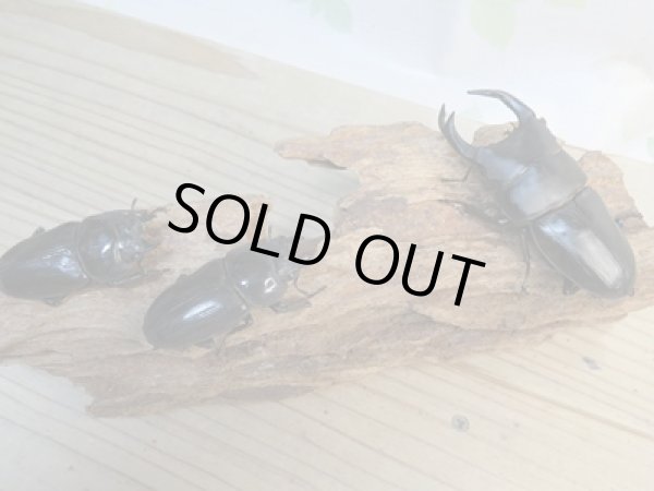 画像5: 当店ブリーダーより本日入荷☆即ブリ能勢SR☆オオクワガタ♂-A´84.7ミリ♀54.6ミリペア＋54.5ミリトリオ販売！！ (5)