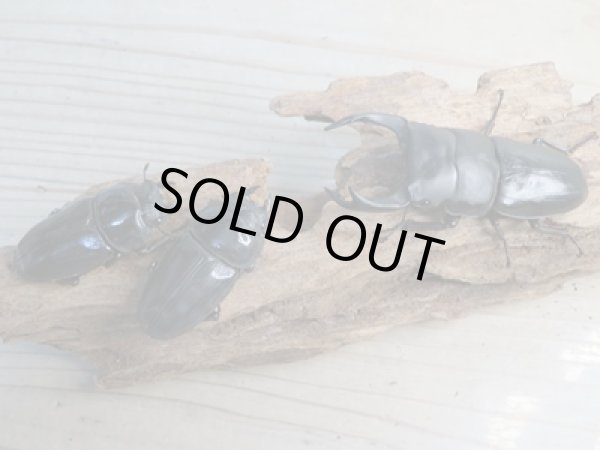 画像5: 当店ブリーダーより本日入荷☆即ブリ能勢SR☆オオクワガタ♂84.5ミリ♀54.5ミリペア+53.1ミリトリオ販売!! (5)