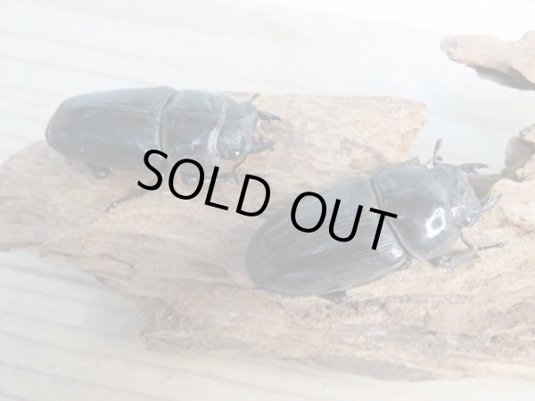 画像4: 当店ブリーダーより本日入荷☆即ブリ能勢SR☆オオクワガタ♂-A´84.7ミリ♀54.6ミリペア＋54.5ミリトリオ販売！！ (4)