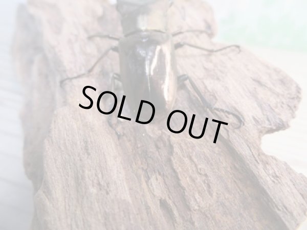 画像3: 新成虫☆F3☆メタリフェルホソアカクワガタ(通称ペレメタ)♂80ミリ♀フリーサイズペア販売!! (3)