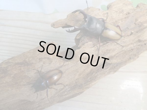 画像5: ☆WF3☆ウムハンギノコギリクワガタ♂63ミリ♀31ミリペア販売!! (5)