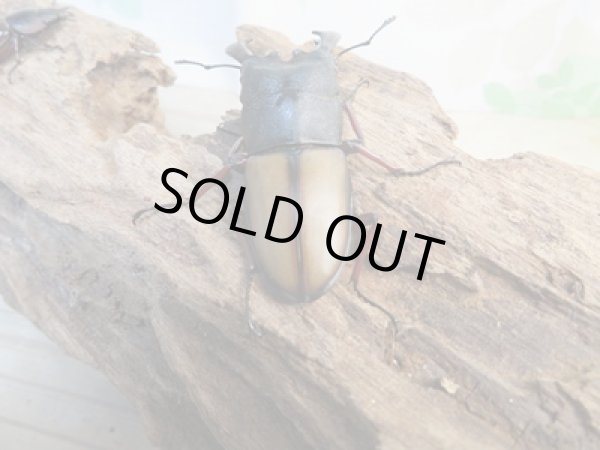 画像3: ☆WF3☆ウムハンギノコギリクワガタ♂63ミリ♀31ミリペア販売!! (3)