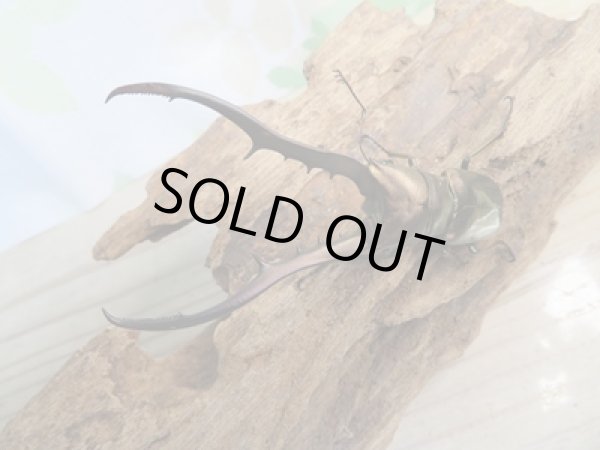 画像2: 新成虫☆F3☆メタリフェルホソアカクワガタ(通称ペレメタ)♂83ミリ♀フリーサイズペア販売!! (2)