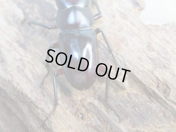 画像3: 新成虫☆WF1☆ハイチュヌスコクワガタ♂43ミリ♀32ミリペア販売!! (3)