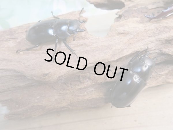 画像4: ☆新成虫☆フォルスターフタマタクワガタ(亜種ニシ)♂68ミリ♀42ミリ+♀40ミリトリオ販売!! (4)