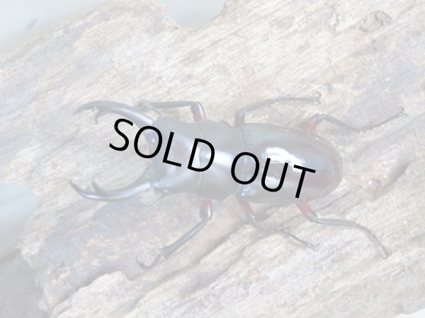 画像2: 新成虫☆WF1☆ハイチュヌスコクワガタ♂43ミリ♀32ミリペア販売!! (2)