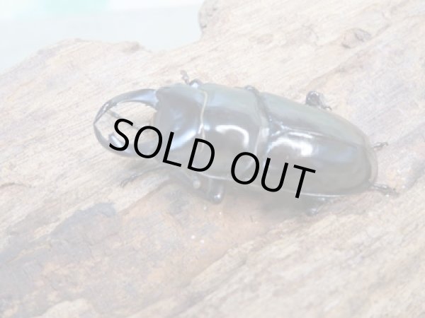 画像1: ☆新成虫☆キクノコクワガタ♂41ミリ♀28ミリペア販売!! (1)