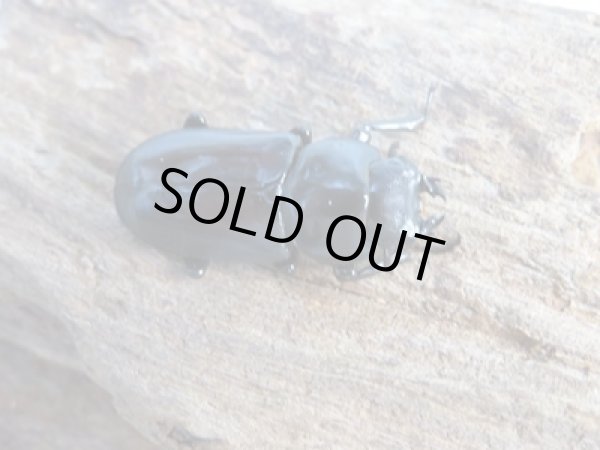 画像4: ☆新成虫☆キクノコクワガタ♂41ミリ♀28ミリペア販売!! (4)