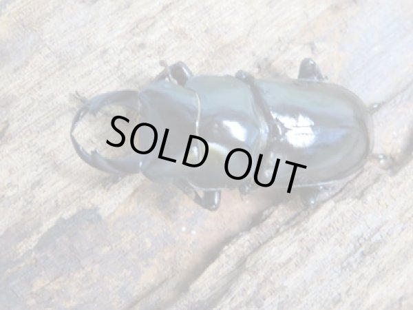 画像2: ☆新成虫☆キクノコクワガタ♂41ミリ♀28ミリペア販売!! (2)