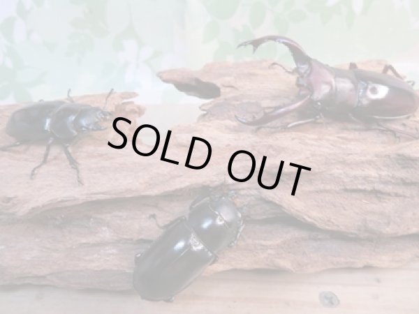 画像5: ☆新成虫☆フォルスターフタマタクワガタ(亜種ニシ)♂68ミリ♀42ミリ+♀40ミリトリオ販売!! (5)