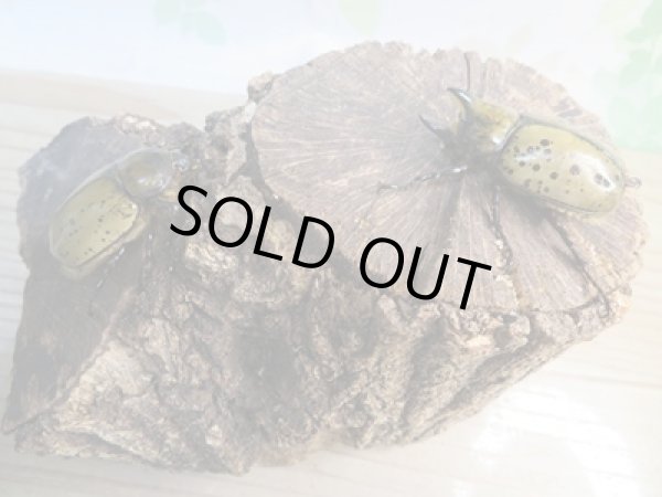 画像5: 新成虫☆ティティウスシロカブト♂48ミリ♀フリーサイズペア販売！！ (5)