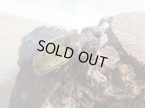 画像4: 新成虫☆ティティウスシロカブト♂48ミリ♀フリーサイズペア販売！！ (4)