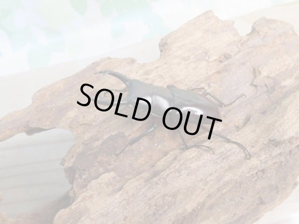 画像1: 新成虫☆WF1☆ハイチュヌスコクワガタ♂43ミリ♀32ミリペア販売!! (1)