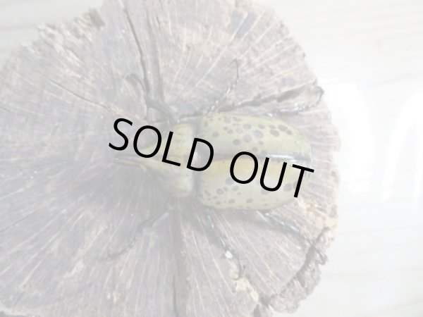 画像2: 新成虫☆ティティウスシロカブト♂48ミリ♀フリーサイズペア販売！！ (2)