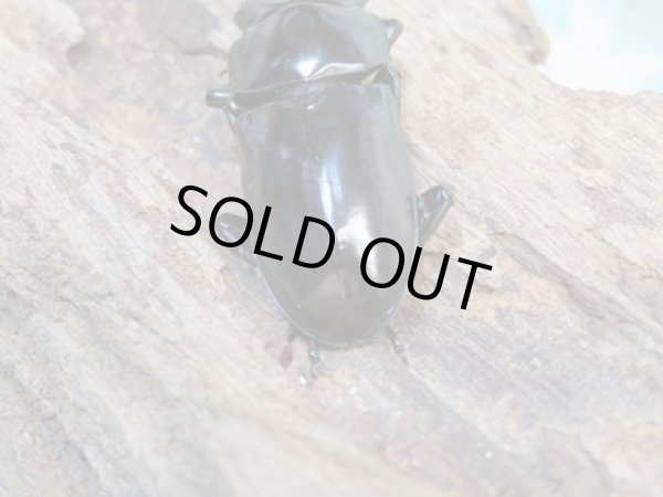 画像3: ☆新成虫☆キクノコクワガタ♂41ミリ♀28ミリペア販売!! (3)