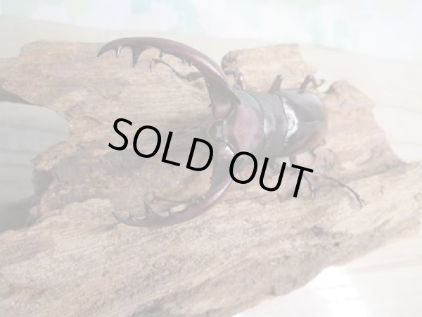 画像2: ☆新成虫☆フォルスターフタマタクワガタ(亜種ニシ)♂68ミリ♀42ミリ+♀40ミリトリオ販売!! (2)