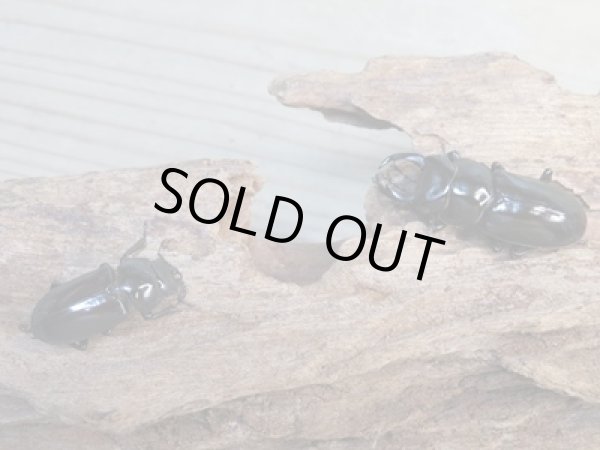 画像5: ☆新成虫☆キクノコクワガタ♂41ミリ♀28ミリペア販売!! (5)