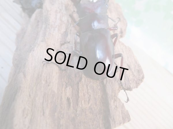 画像3: ☆新成虫☆フォルスターフタマタクワガタ(亜種ニシ)♂68ミリ♀42ミリ+♀40ミリトリオ販売!! (3)