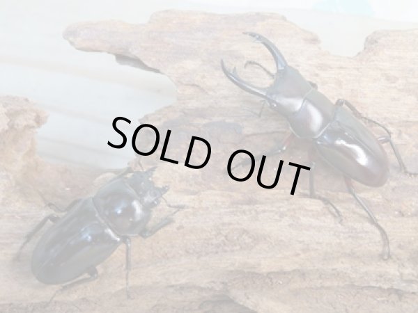 画像5: 新成虫☆WF1☆ハイチュヌスコクワガタ♂43ミリ♀32ミリペア販売!! (5)