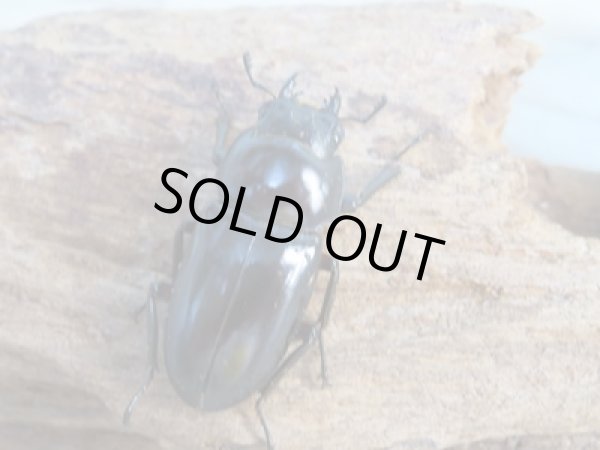 画像4: 新成虫☆WF1☆ハイチュヌスコクワガタ♂43ミリ♀32ミリペア販売!! (4)