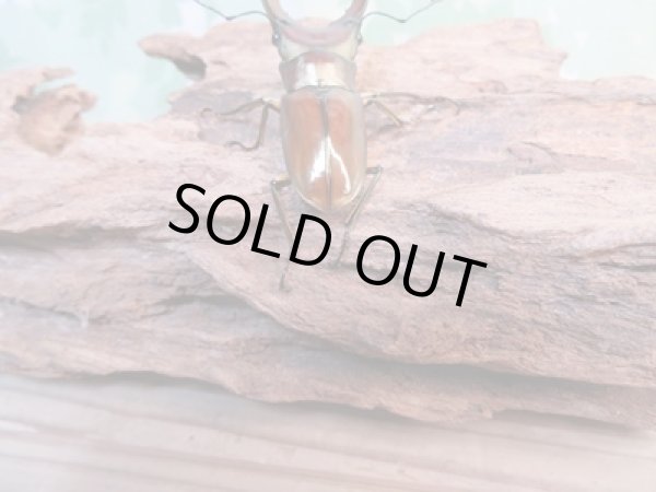 画像3: ☆新成虫☆メタリフェルホソアカクワガタ(サンギレンシス)♂68ミリ♀フリーサイズペア販売!! (3)