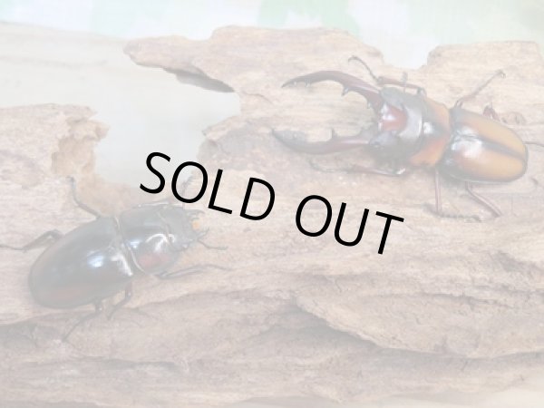 画像5: ☆美麗人気種☆新成虫!ミラビリスノコギリクワガタ♂58ミリ♀36ミリ別血統ペア販売!! (5)