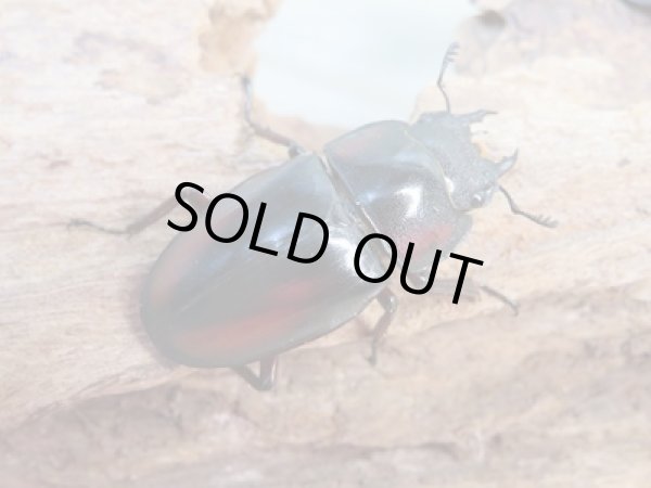 画像4: ☆美麗人気種☆新成虫!ミラビリスノコギリクワガタ♂58ミリ♀36ミリ別血統ペア販売!! (4)