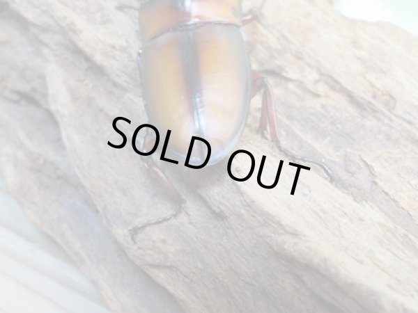 画像3: ☆美麗人気種☆新成虫!ミラビリスノコギリクワガタ♂65ミリ♀37ミリ別血統ペア販売!! (3)