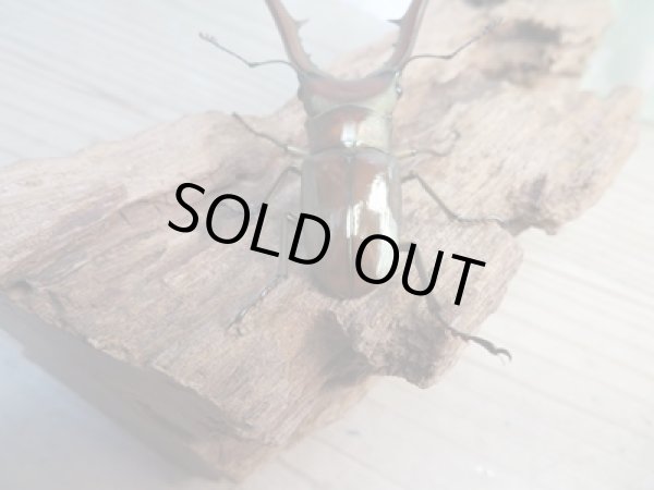 画像3: ☆新成虫☆メタリフェルホソアカクワガタ(サンギレンシス)♂68ミリ♀フリーサイズペア販売!! (3)