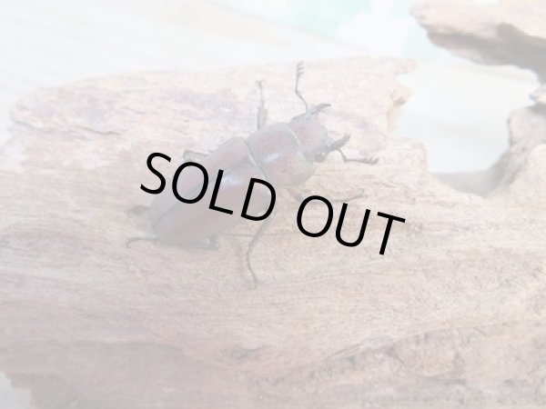 画像4: ☆新成虫☆メタリフェルホソアカクワガタ(サンギレンシス)♂68ミリ♀フリーサイズペア販売!! (4)