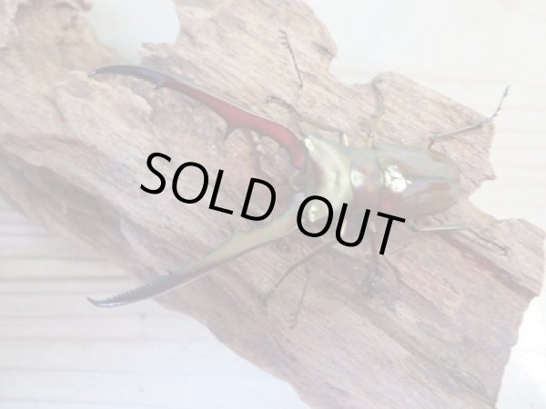 画像2: ☆新成虫☆メタリフェルホソアカクワガタ(サンギレンシス)♂68ミリ♀フリーサイズペア販売!! (2)