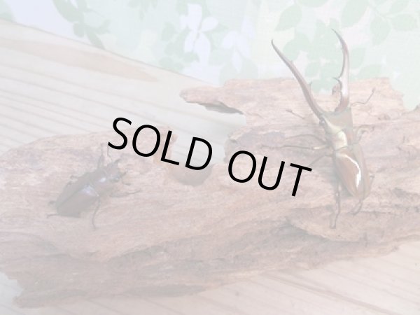 画像5: ☆新成虫☆メタリフェルホソアカクワガタ(サンギレンシス)♂68ミリ♀フリーサイズペア販売!! (5)