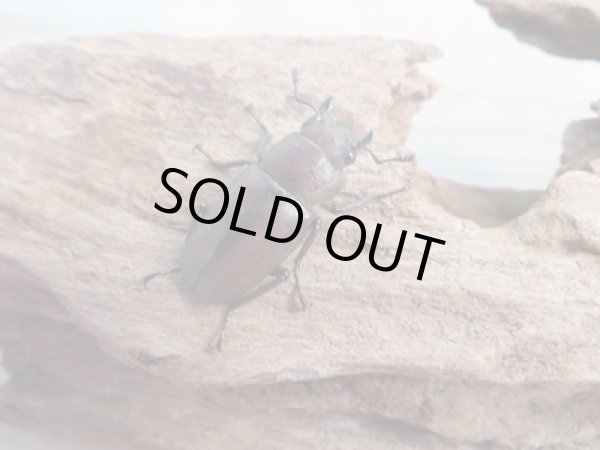 画像4: ☆新成虫☆メタリフェルホソアカクワガタ(サンギレンシス)♂68ミリ♀フリーサイズペア販売!! (4)