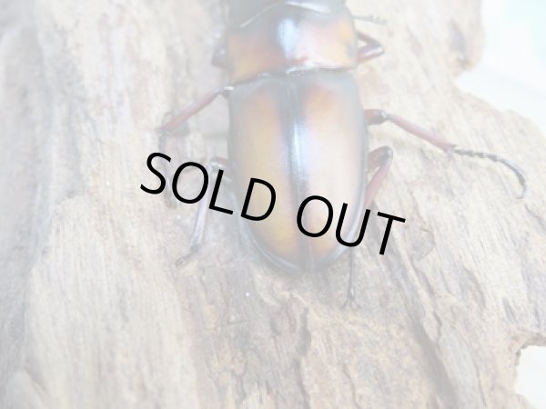 画像3: ☆美麗人気種☆新成虫!ミラビリスノコギリクワガタ♂58ミリ♀36ミリ別血統ペア販売!! (3)