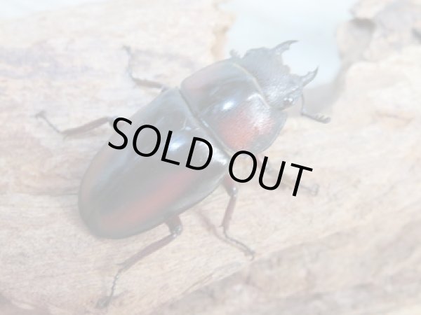 画像4: ☆美麗人気種☆新成虫!ミラビリスノコギリクワガタ♂65ミリ♀37ミリ別血統ペア販売!! (4)